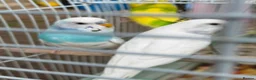 Budgerigars birds for sale: Budgies for sale in Norbury - Advert 3