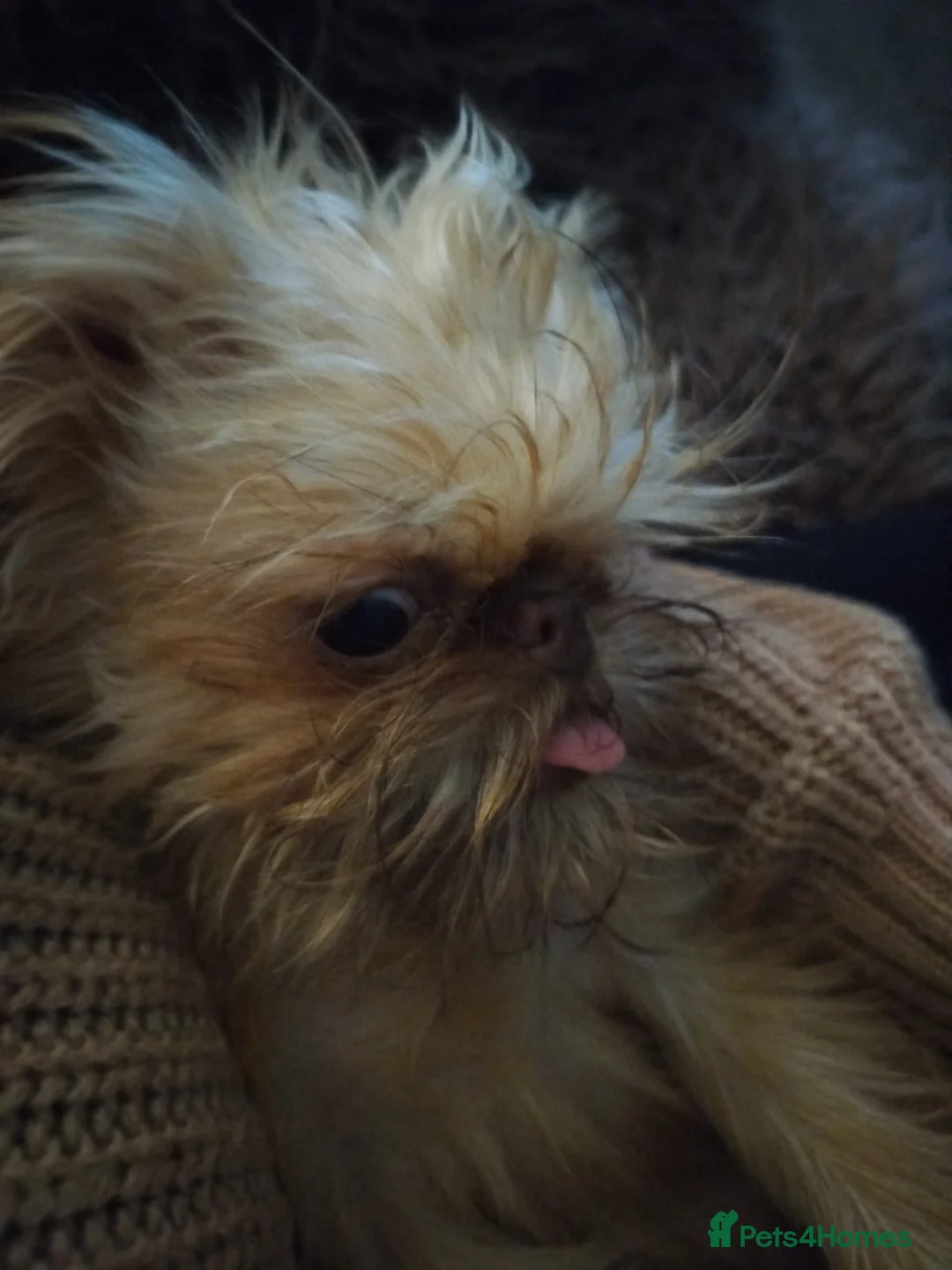 Griffon Bruxellois dogs for sale: Mini Chocolate Fawn Male - Advert 9