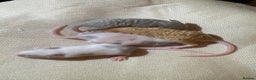 Mouse rodents for sale: Fancy mice lots of males and females available  - Advert 15
