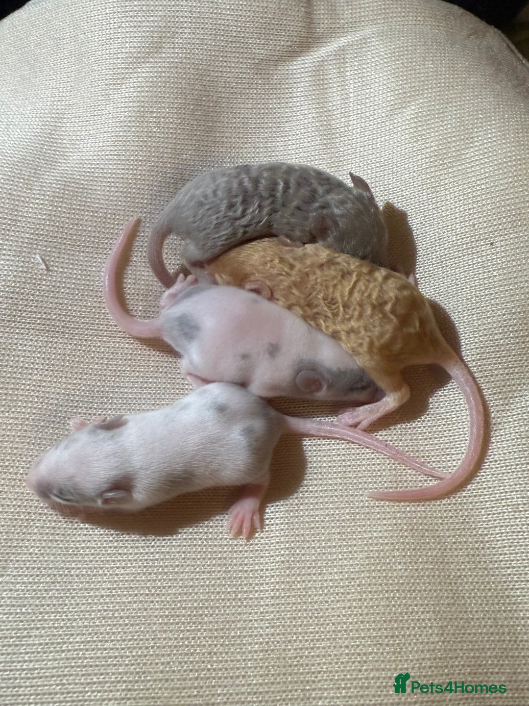 Mouse rodents for sale: Fancy mice lots of males and females available  - Advert 15