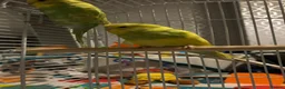Budgerigars birds for sale: 1 pair of budgies with the cage - Advert 4