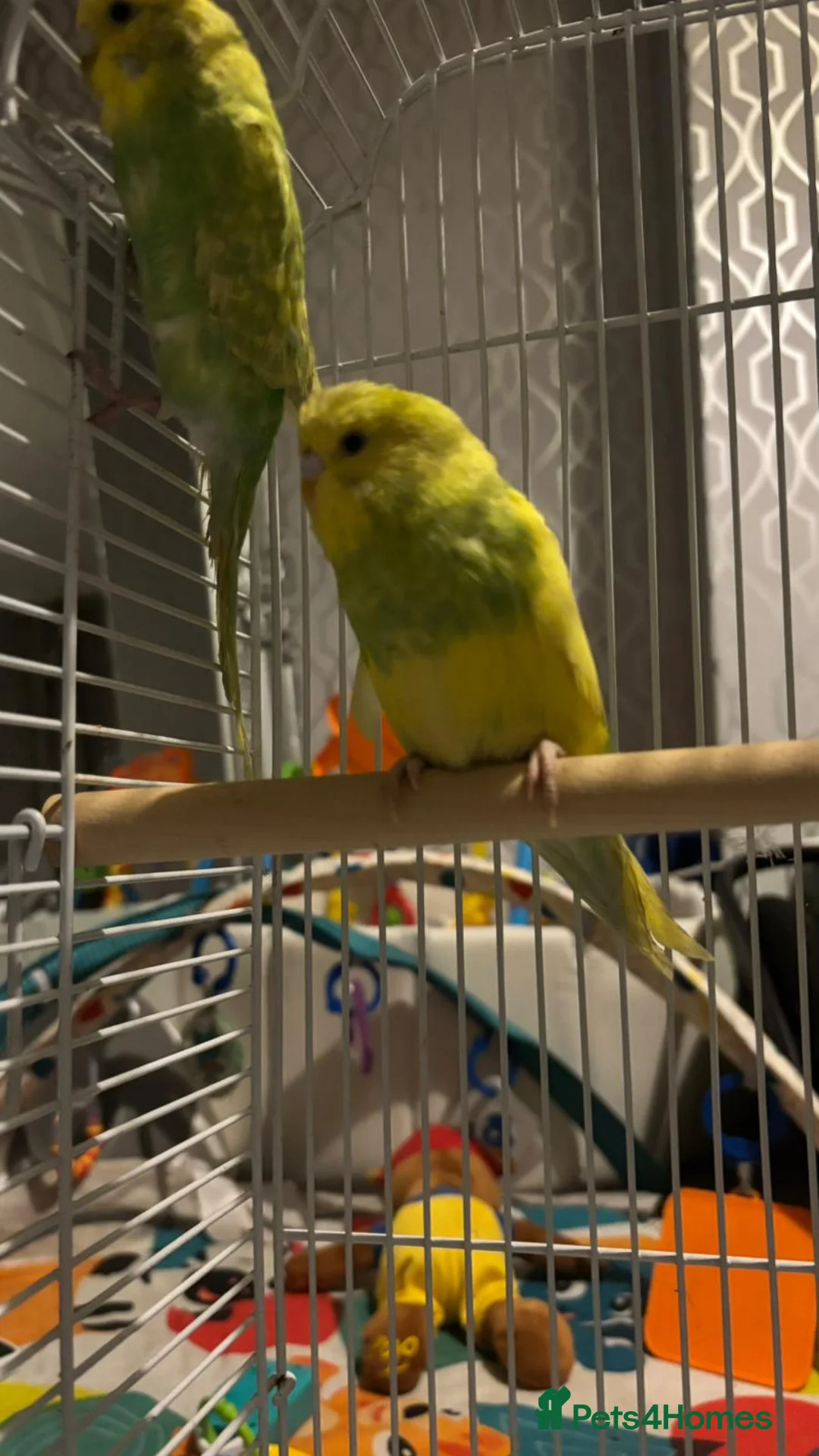 Budgerigars birds for sale: 1 pair of budgies with the cage - Advert 4