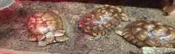 Tortoise reptiles for sale: Trio of sulcata tortoises  - Advert 7