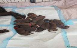 Mixed Breed dogs for sale: Beautiful Family-Raised Sheprador Puppies - Image 19