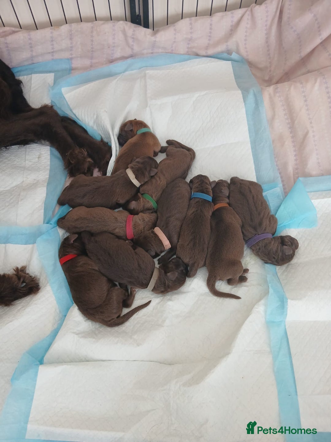 Mixed Breed dogs for sale: Beautiful Family-Raised Sheprador Puppies - Image 19