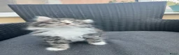 Mixed Breed cats for sale: Maine coon xxx  - Advert 8