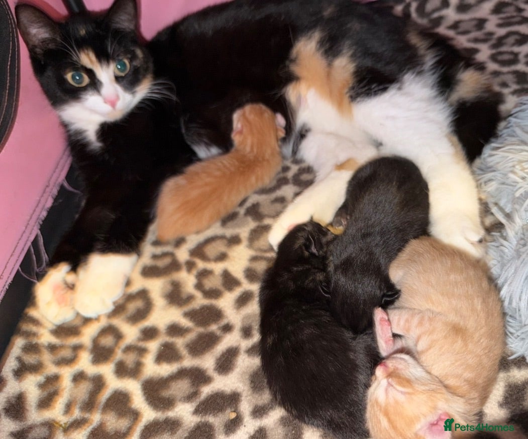 Mixed Breed cats 2 kittens for sale - Advert 1