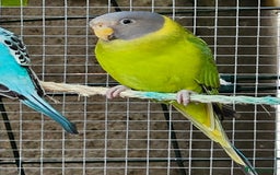 Ringnecks birds for sale: Young plum headed parakeet  - Image 6