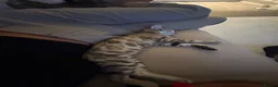 Bengal cats for sale: 2 Bengal kittens  in Coventry - Advert 2