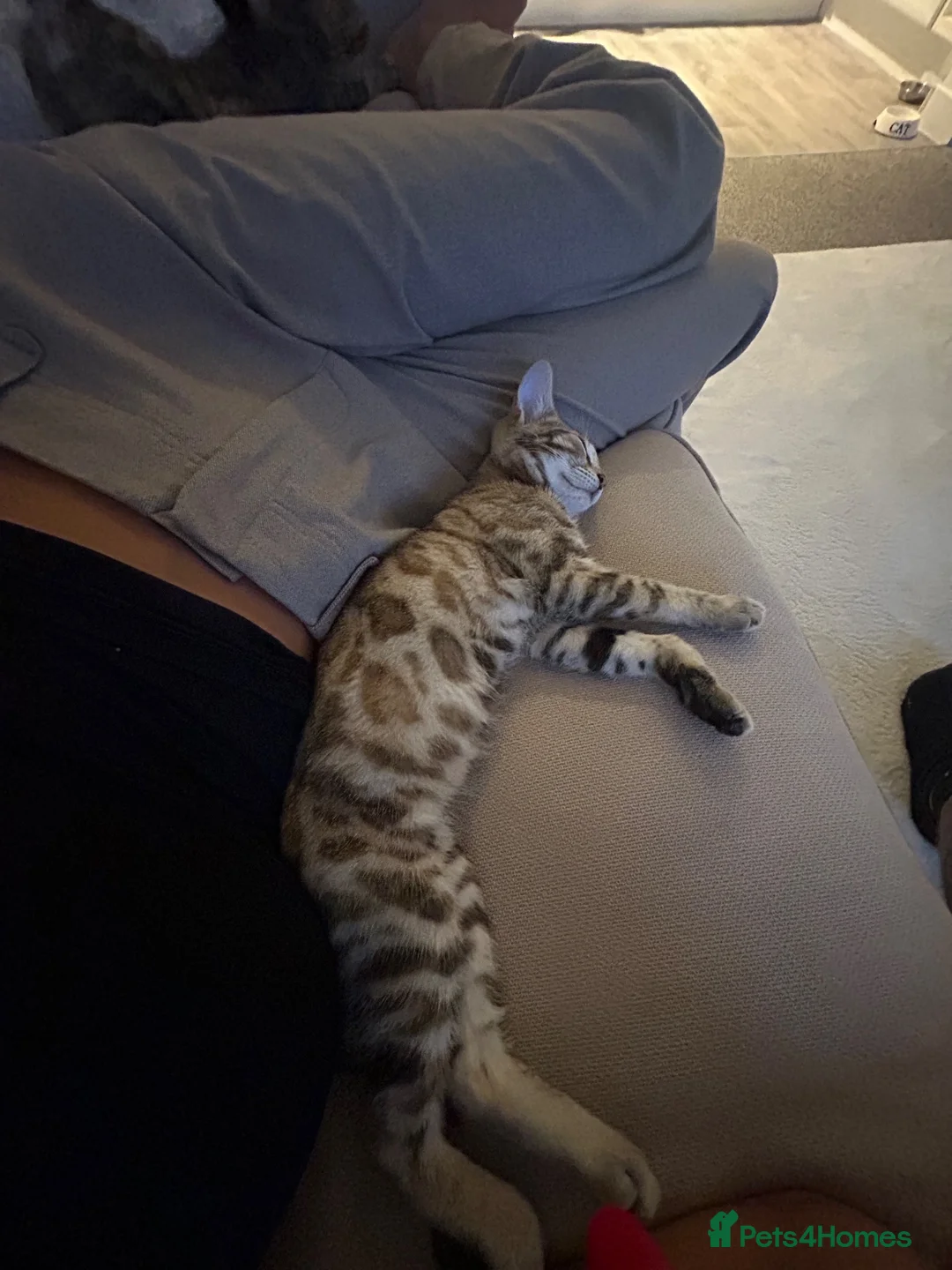 Bengal cats for sale: 2 Bengal kittens  in Coventry - Advert 2