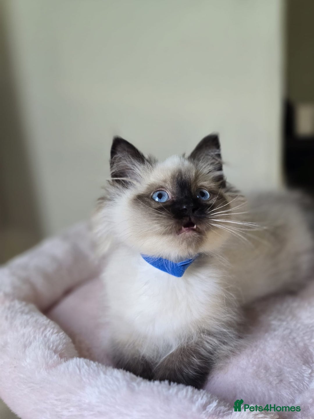 Ragdoll cats for sale: 6 Perfect Affectionate, Ready2Go Pedigree Kittens! - Advert 24