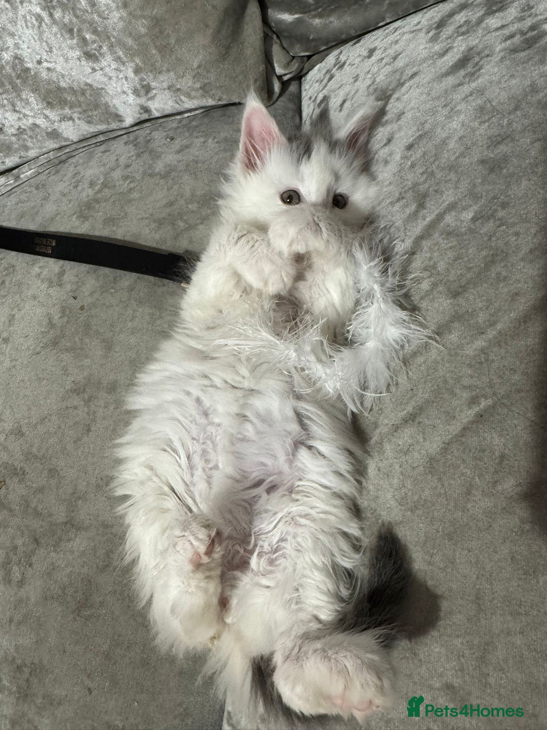 Maine Coon cats for sale: Adorable Maine coon kittens - Advert 2