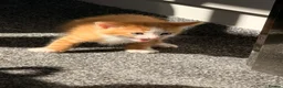Mixed Breed cats for sale: 7 gorgeous kittens looking for a home - Advert 19