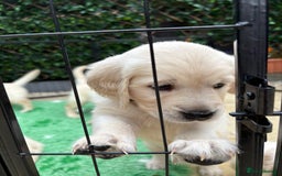 Golden Retriever dogs for sale: Stunning Golden Retriever puppies 🐾 - Image 31
