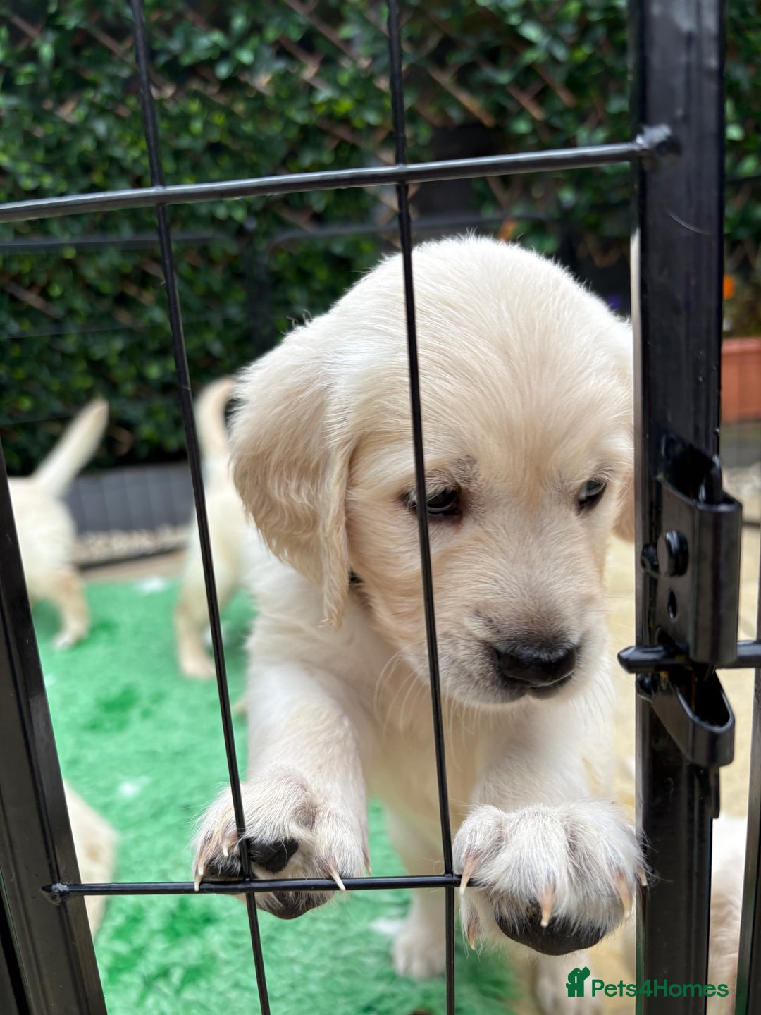 Golden Retriever dogs for sale: Stunning Golden Retriever puppies 🐾 - Image 31