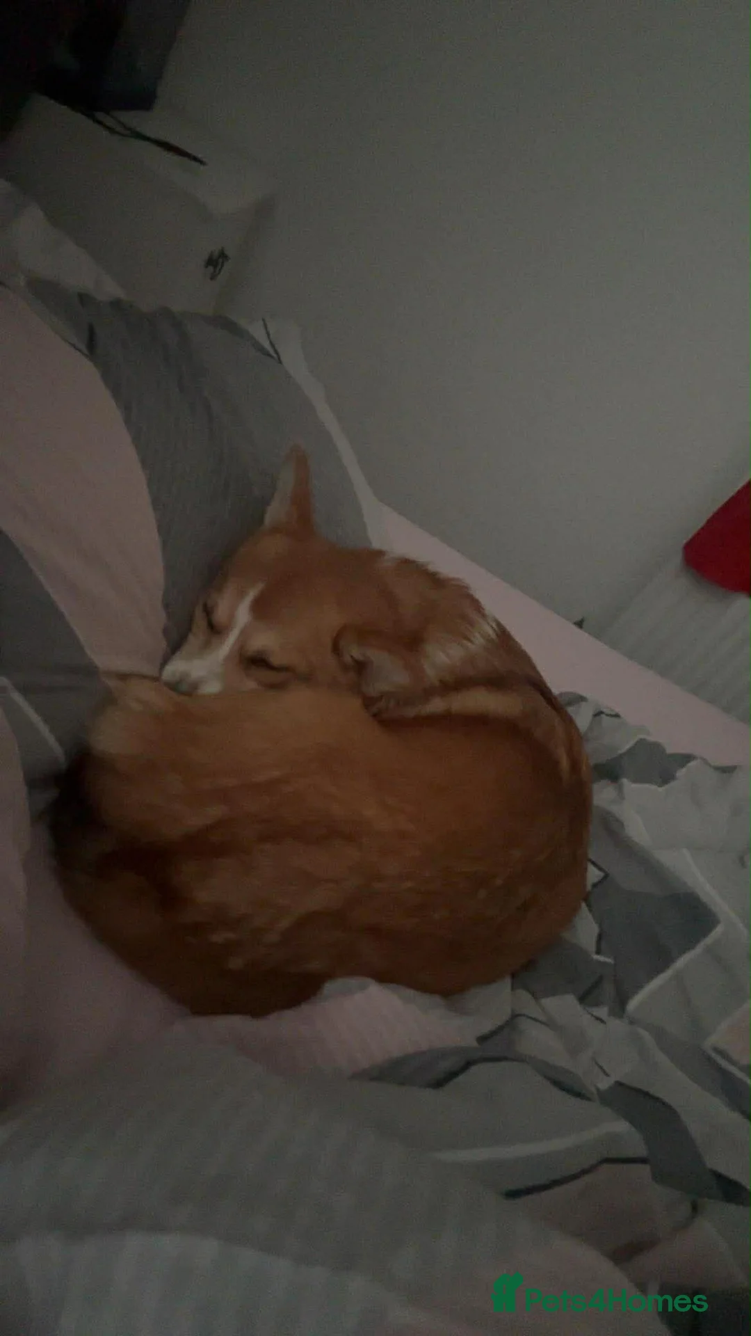 Welsh Corgi Pembroke dogs for sale: Welsh Pembrokeshire corgi  - Advert 5