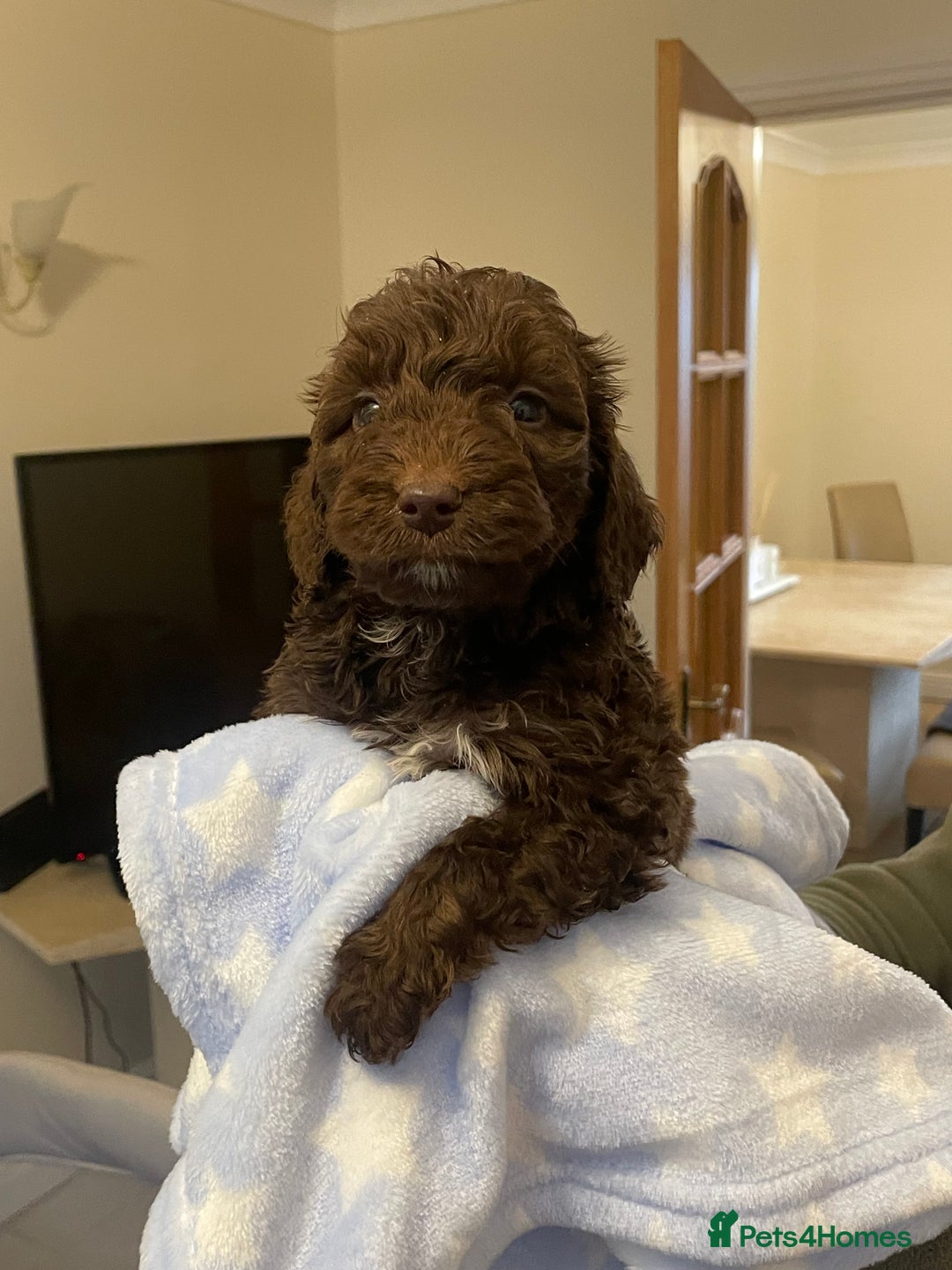 Cockapoo dogs for sale: 🐾 Beautiful Cockapoo Puppies for Sale 🐾 - Advert 6