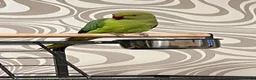 Ringnecks birds for sale: Beautiful Green Ringneck in Bolton - Advert 3