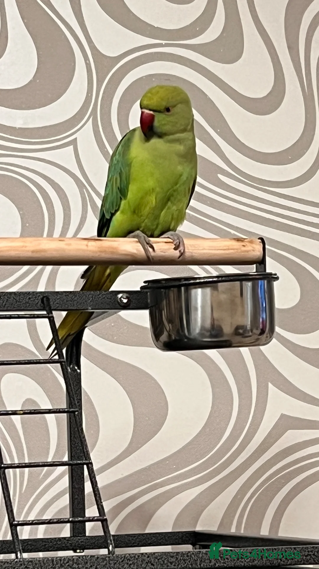 Ringnecks birds for sale: Beautiful Green Ringneck in Bolton - Advert 3