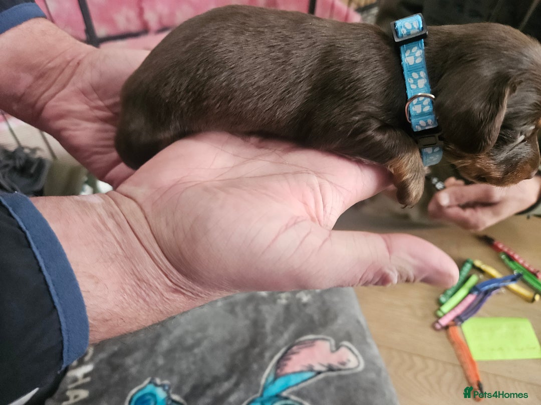 Miniature Dachshund dogs for sale: Miniature dashunds  - Image 26