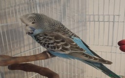 Budgerigars birds for sale: 2 budgies for sale with full set up. - Image 5