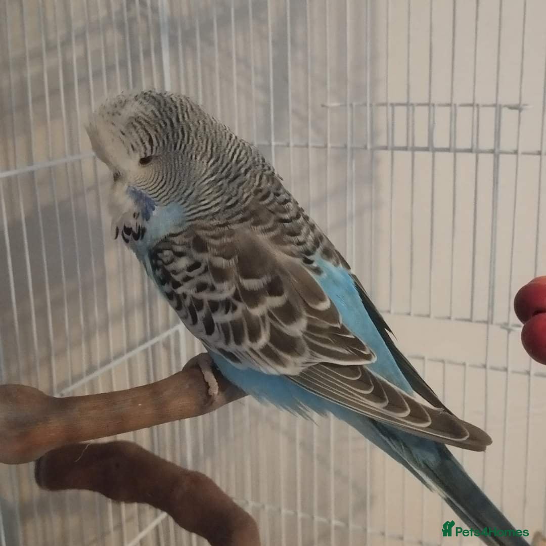 Budgerigars birds for sale: 2 budgies for sale with full set up. - Image 5