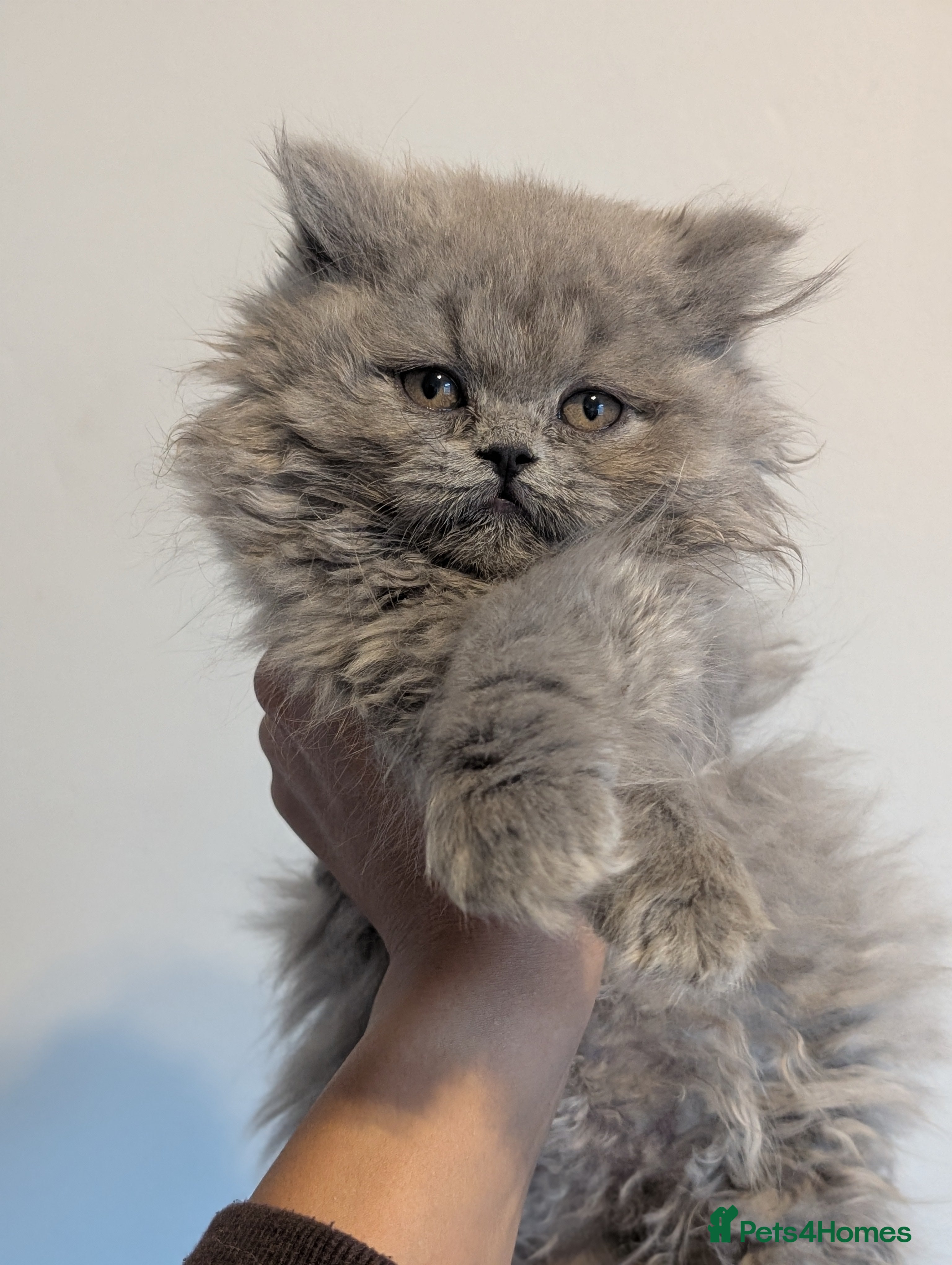 British Longhair cats British longhair kittens - LH Girl Left  - Advert 5