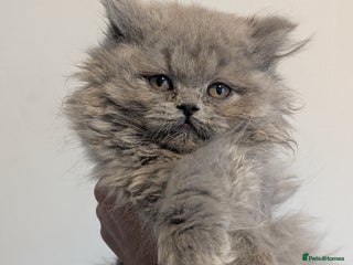 British Longhair cats British longhair kittens - LH Girl Left - Advert 18