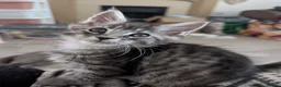 Maine Coon cats for sale: Tica registered mainecoons  - Advert 24