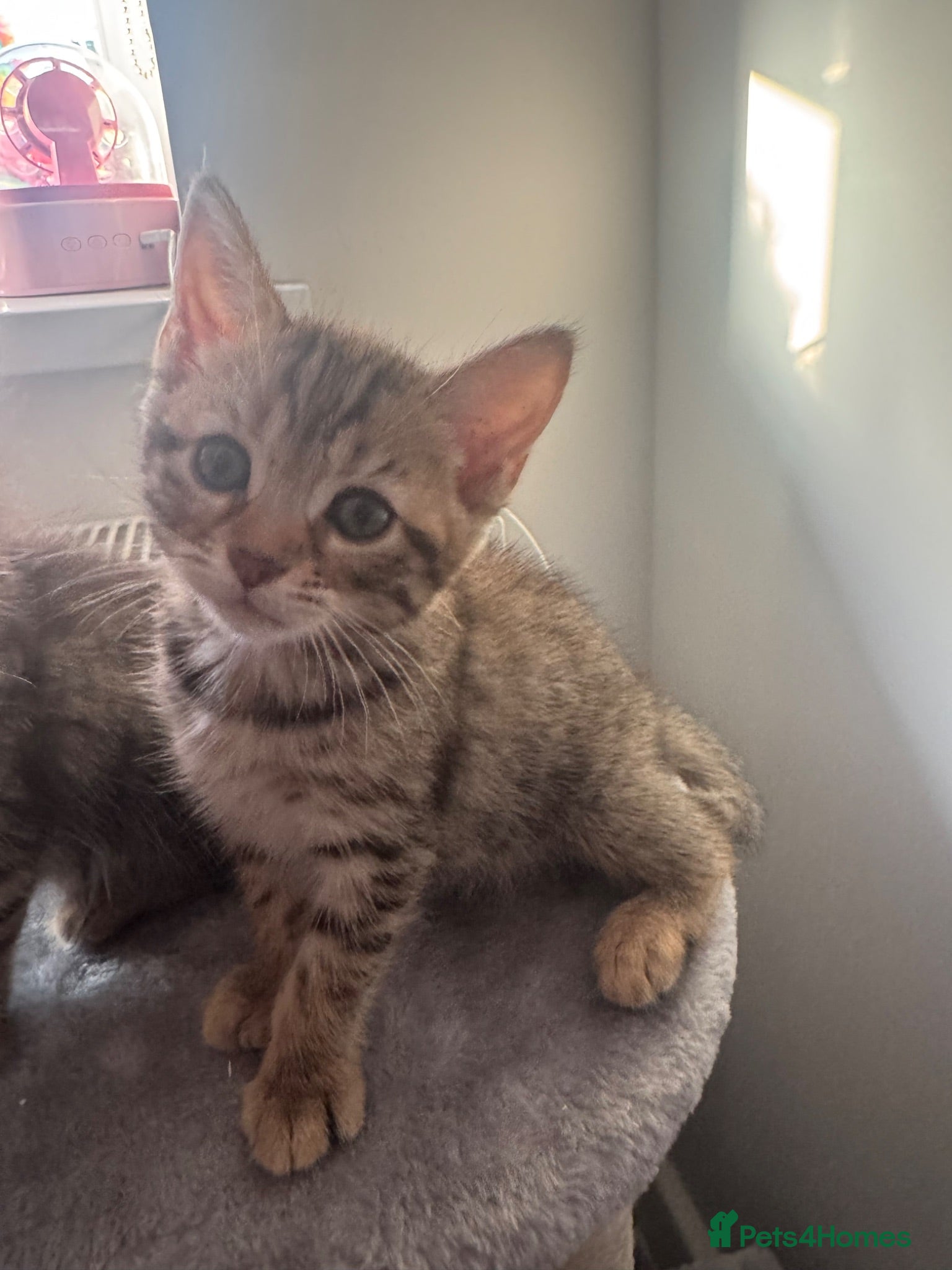 Mixed Breed cats 2 beautiful kittens looking forever home  - Advert 1
