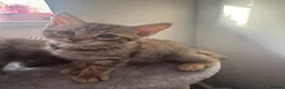 Mixed Breed cats for sale: 2 beautiful kittens looking forever home  - Advert 1