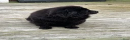 Chow Chow dogs for sale: KC registered female  - Advert 2