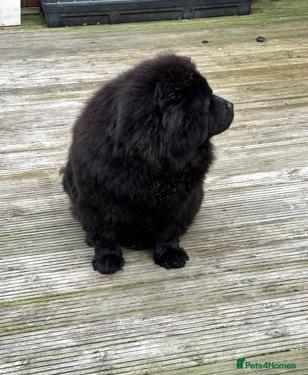 Chow Chow dogs for sale: KC registered female  - Advert 2