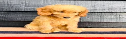 Mini Goldendoodle dogs for sale: 🧡❤️ GORGEOUS MINI GOLDENDOODLE PUPPIES ❤️🧡 - Advert 21
