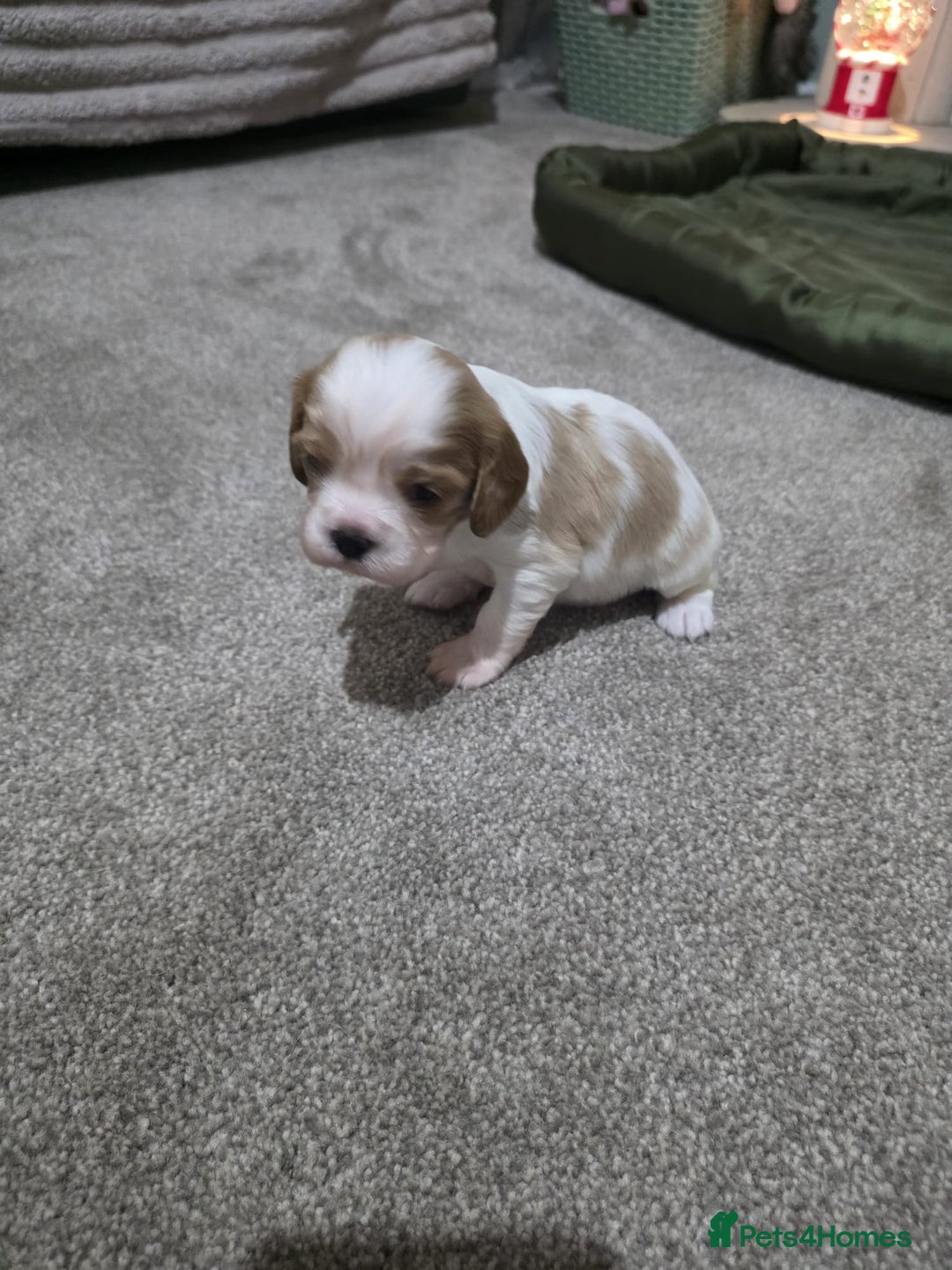 Cavalier King Charles Spaniel dogs for sale: Cavalier king charles puppies  - Advert 13