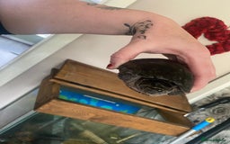 Turtle reptiles for sale: Musk/mud turtles - Image 3