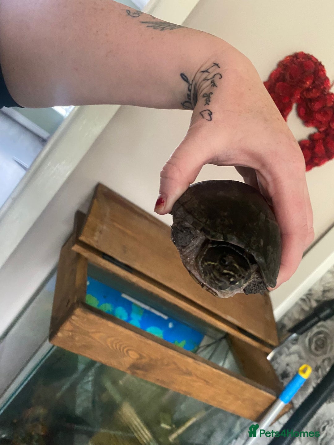 Turtle reptiles for sale: Musk/mud turtles - Image 3