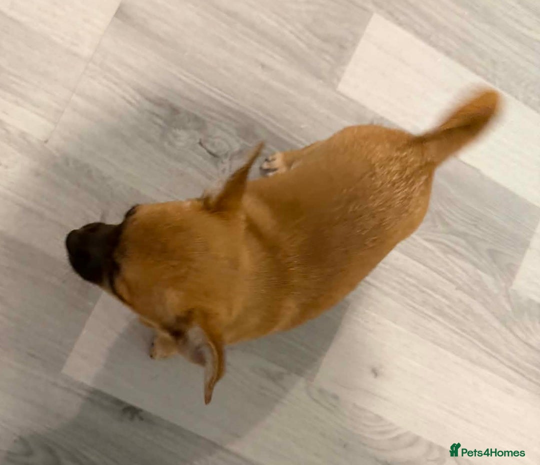 Pomchi dogs for sale: pomchi puppy female  - Advert 6