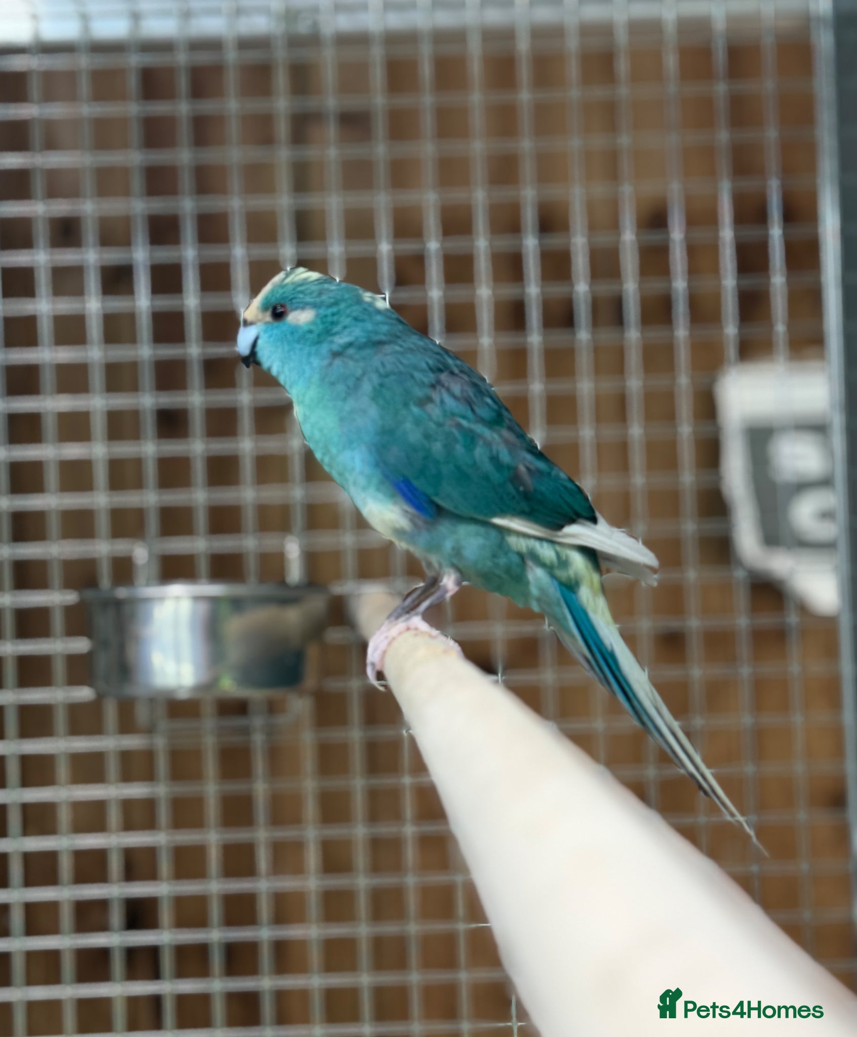 Parakeets birds Kakarikis  - Advert 7