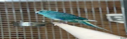 Parakeets birds for sale: Kakarikis  - Advert 1