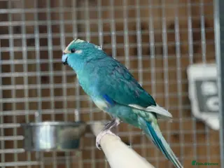 Parakeets birds Kakarikis - Advert 7