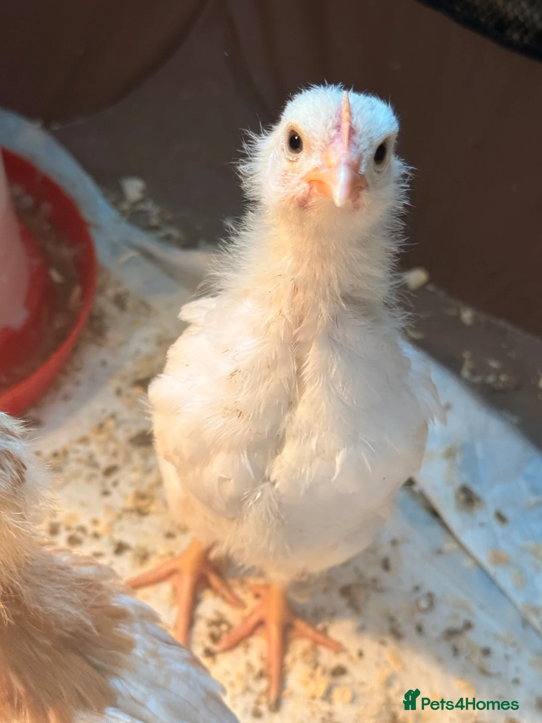 Chickens poultry for sale: 4 Cockerels- standard (meat) breed in Oldham - Advert 2