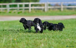 Cocker Spaniel dogs for sale: KC Reg – Fully Health Tested – Working Cocker Pups - Image 1