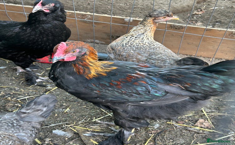 Chickens poultry - Advert 1