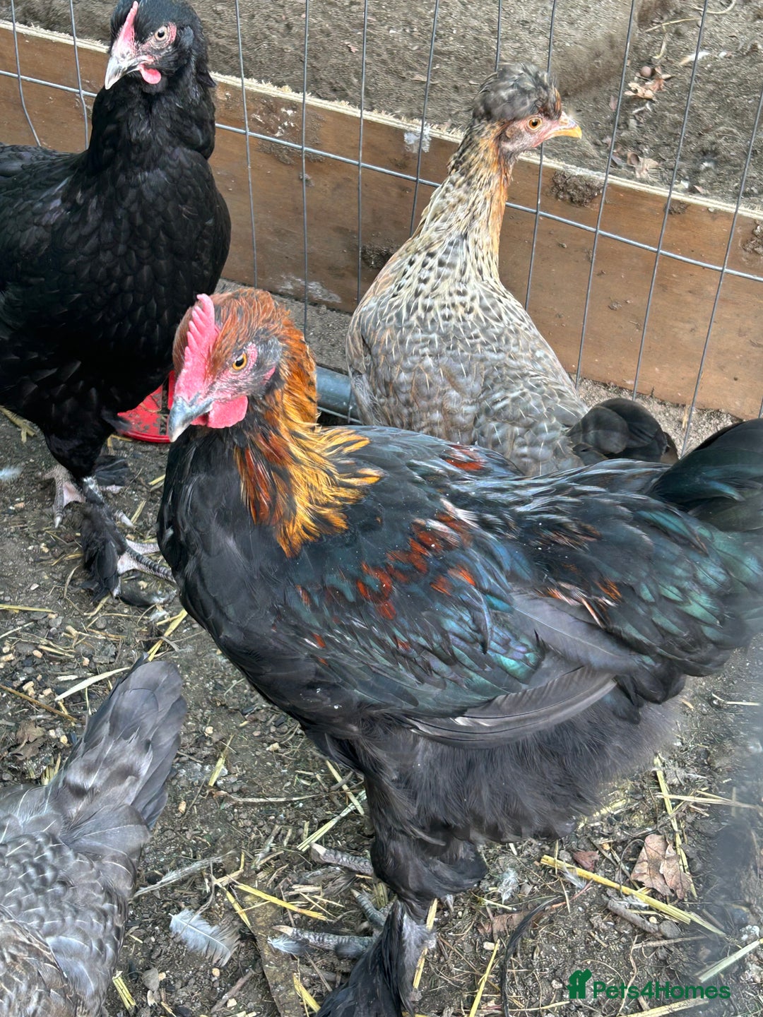 Chickens poultry for sale: French copper maran - Image 1