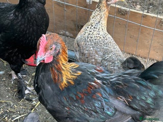 Chickens poultry - Advert 27