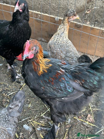 Chickens poultry - Advert 8