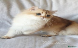 British Longhair cats for sale: Chocolate Golden British Longhair kitten - Image 6