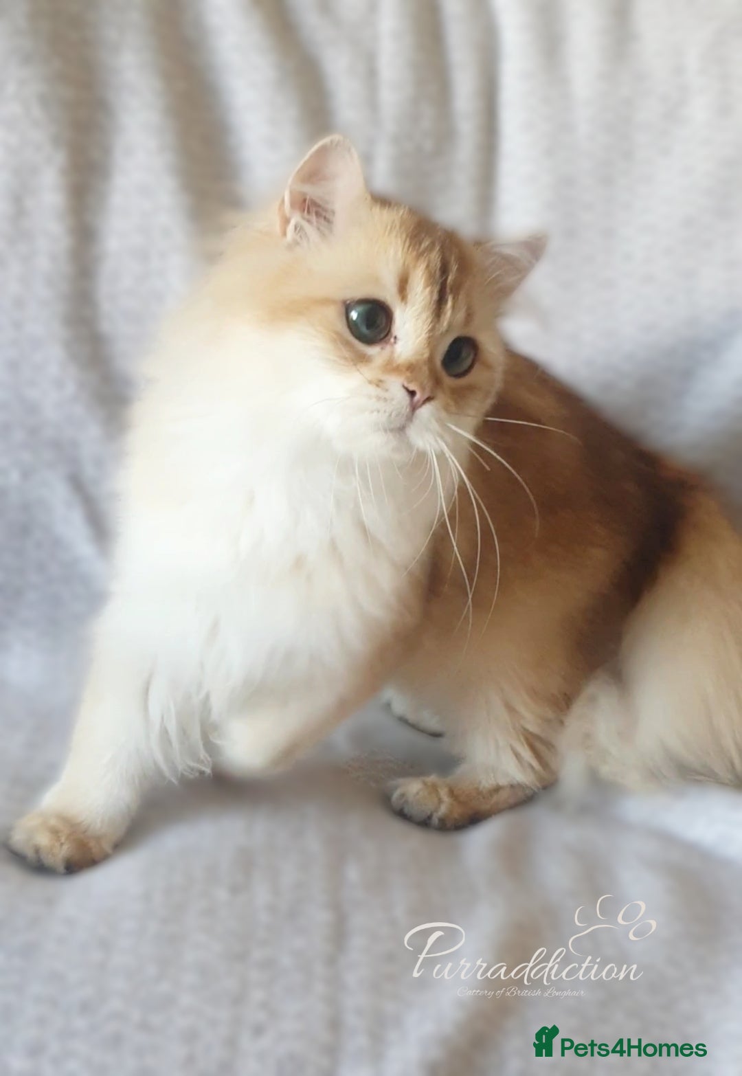 British Longhair cats for sale: Chocolate Golden British Longhair kitten - Image 6