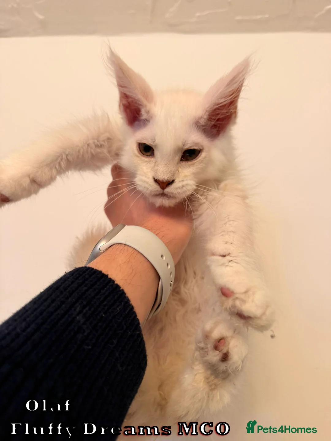 Maine Coon cats for sale: Olaf & Lilo active or non-active TICA REGISTRATION - Advert 1